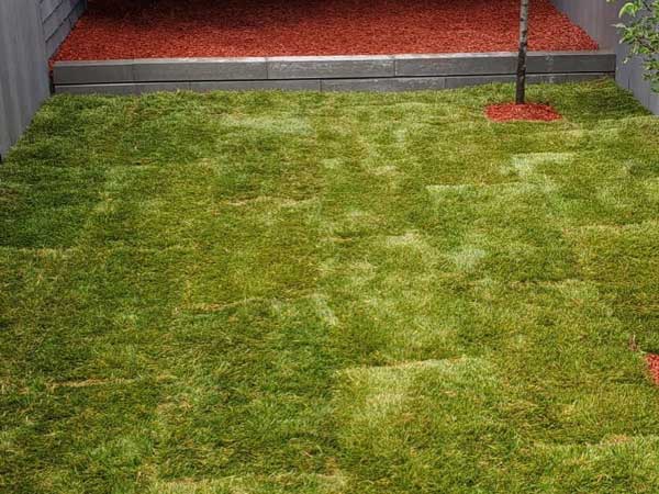 Greenscape papas property solution